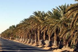 الجزائر: ولاية تندوف الجزائرية تملك أكبر مصنع احتياطي للحديد في العالم 